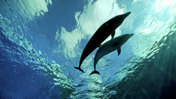 Редкие виды китов и дельфинов обнаружили в районе острова Хайнань