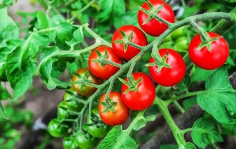 Азербайджан увеличил экспорт томатов в Россию на 7,8%
