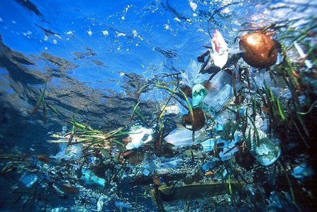 Во всемирном фонде дикой природы заявили о недопустимости загрязнения океанов пластиком