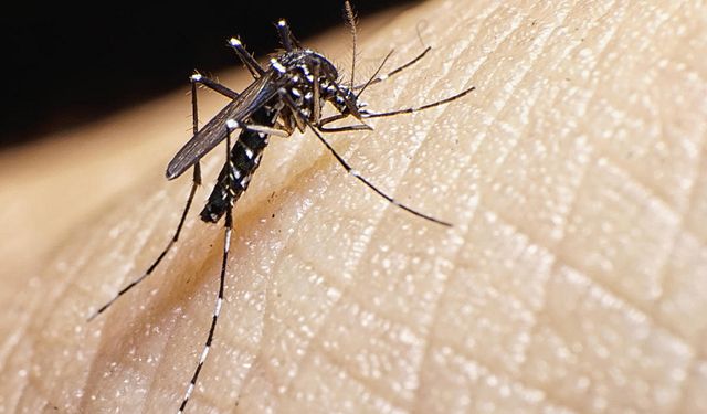 В Таиланде объявили эпидемию лихорадки денге