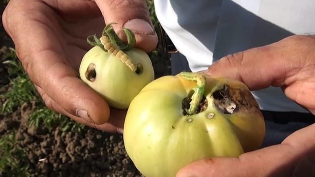 В Масаллы плантации помидоров под угрозой уничтожения