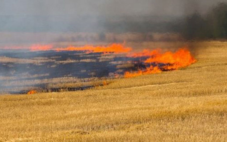 В Азербайджане сгорело более 13 га пшеничного поля