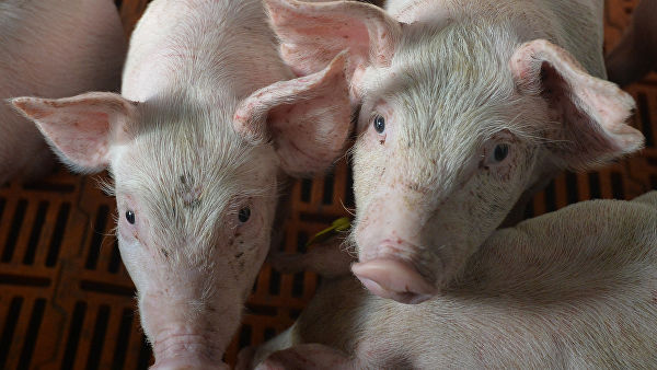 Во Вьетнаме уничтожили более 2,5 миллиона свиней