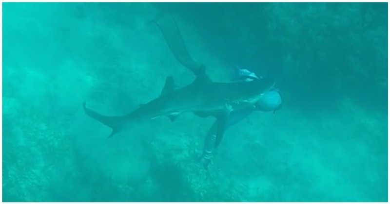 На Багамских островах акулы растерзали девушку-дайвера