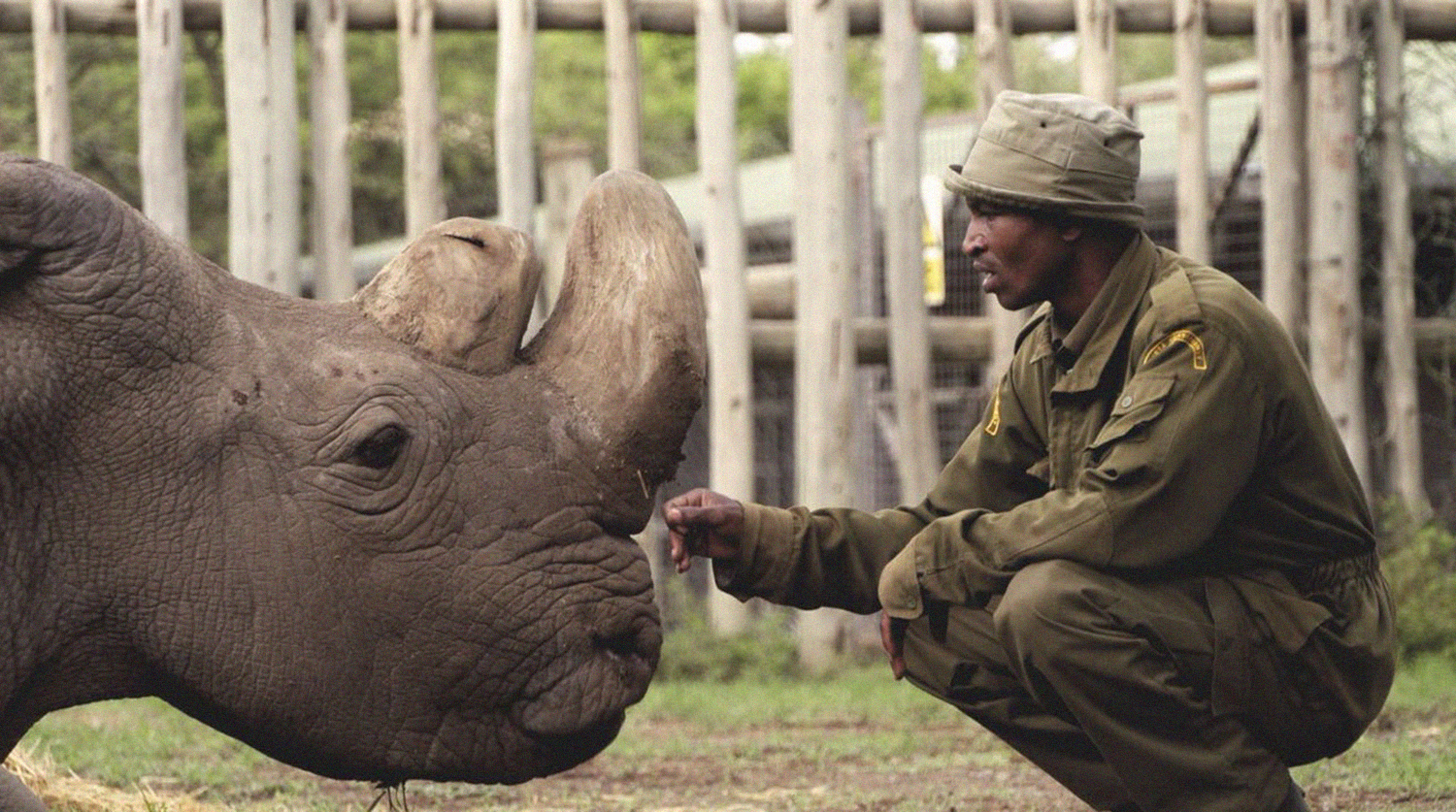 Детеныш вымирающего вида носорогов родится от умершего самца
