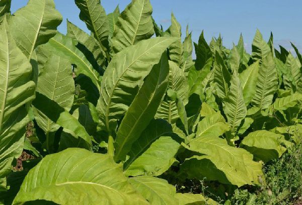 В мире увеличился спрос на азербайджанский табак