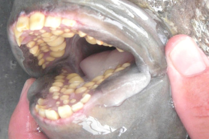 Женщина обнаружила на пляже рыбу с «человеческими зубами» - ФОТО