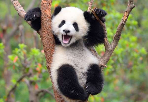 В Китае создали систему распознавания панд