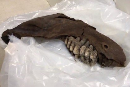 Подросток случайно нашел останки доисторического существа