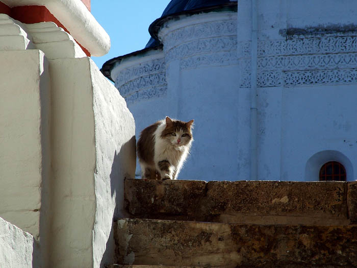 Кот прошел 300 км ради возвращения в монастырь