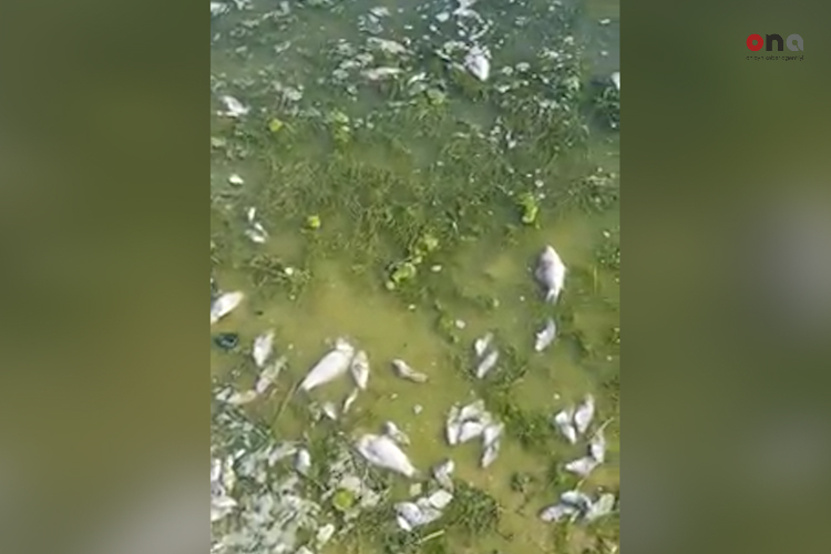 Названы причины массовой гибели рыбы вблизи Баку  
