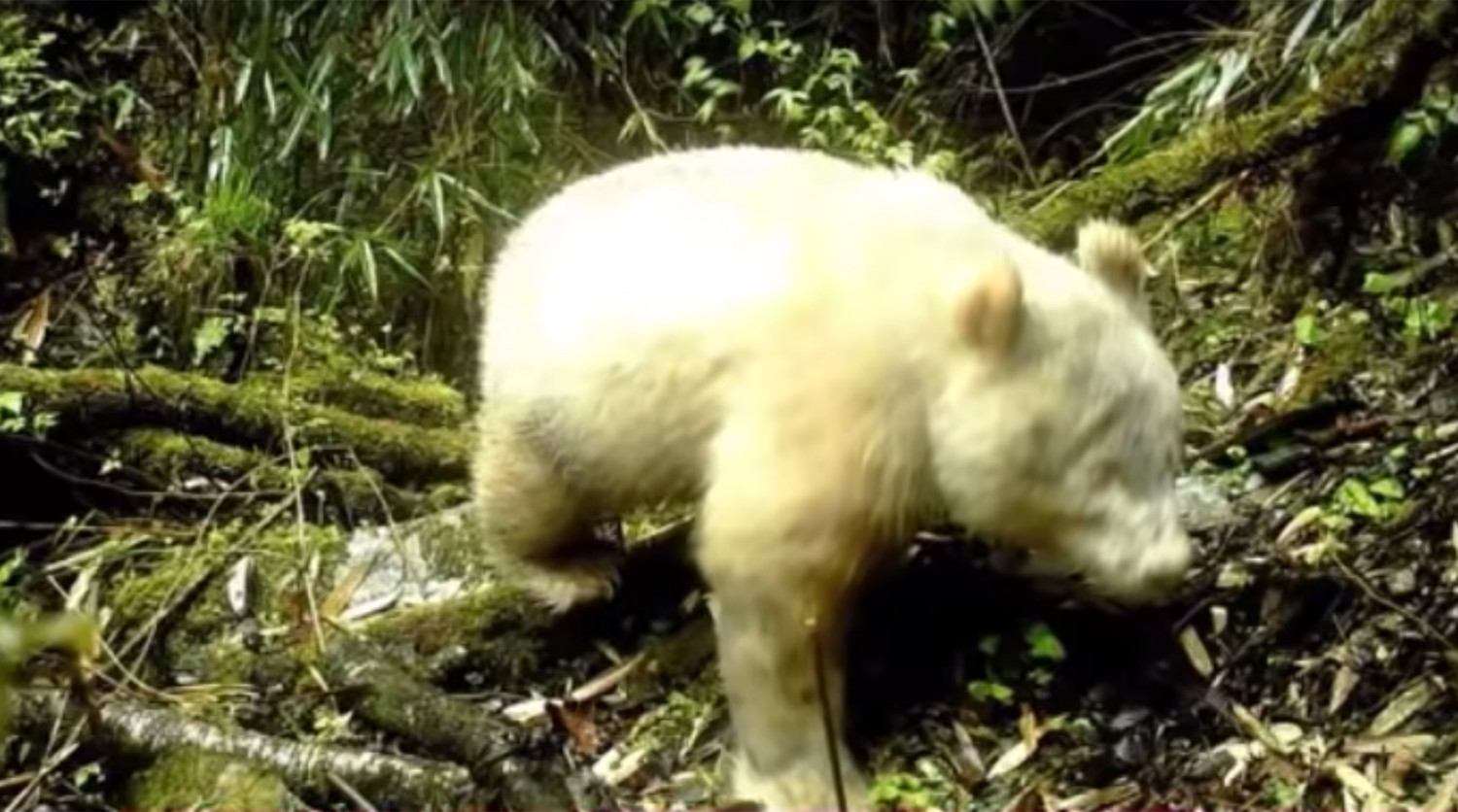 В Китае в лесу нашли редчайший вид белой панды 
