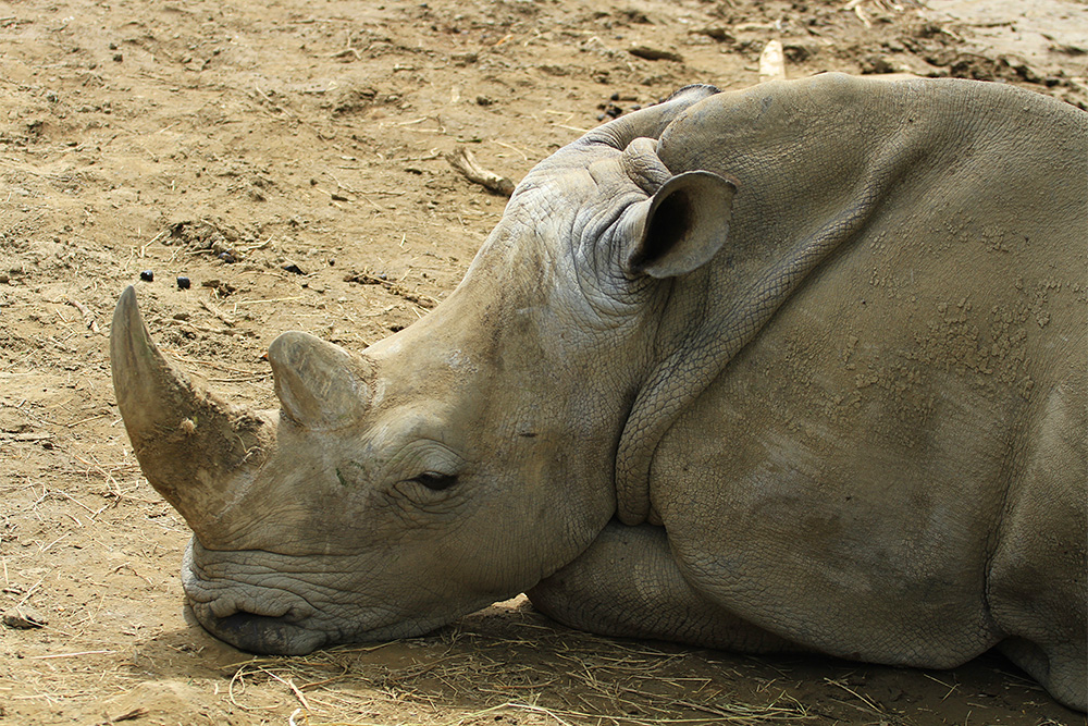 В Малайзии умер последний самец суматранского носорога