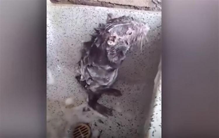 Видео с принимающей душ крысой стало хитом и набрало 50 тыс. комментариев - ВИДЕО