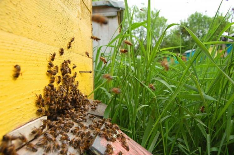 Число пчелиных семей в Азербайджане превысило 500 тысяч
