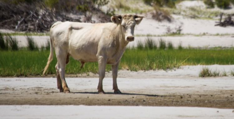 На острове у берегов США обнаружили коров, унесенных цунами 