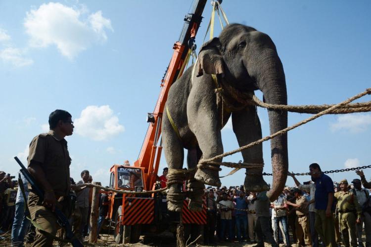 В Индии умер слон-убийца по кличке бен Ладен
