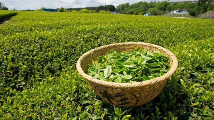 Азербайджан увеличил экспорт чая в Грузию
