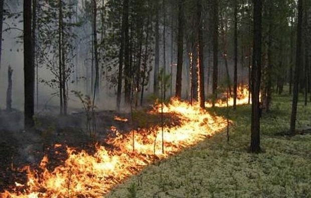 В Имишли загорелась лесополоса 