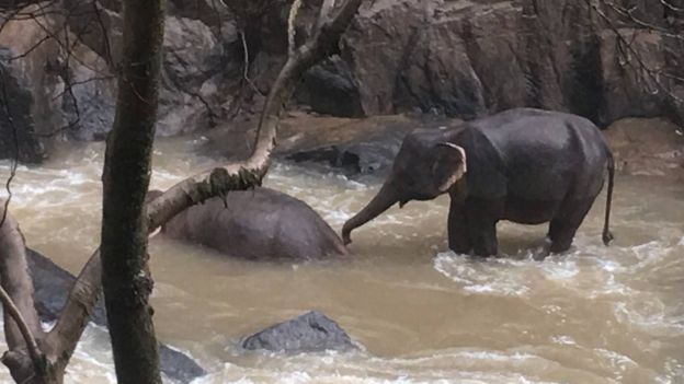 Пять слонов погибли в Таиланде при попытке спасти тонувшего сородича