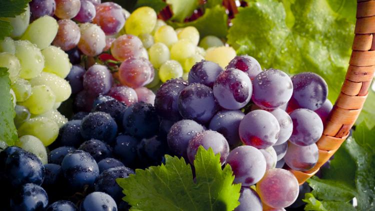 Названа главная польза винограда
