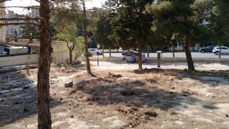 В Баку за вырубку деревьев оштрафована компания