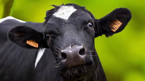 В Японии умерла первая корова-клон