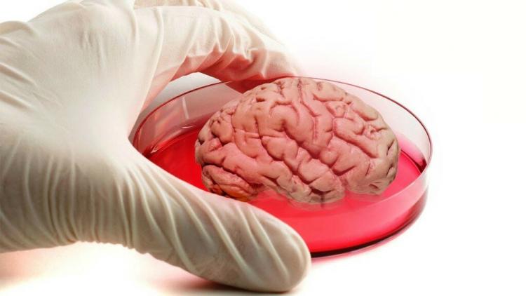 Учёные из США вырастили мозг в пробирке - ФОТО