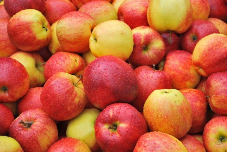 Азербайджан экспортировал 40 тыс. тонн яблок за 8 месяцев года