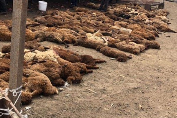 В Азербайджане волки растерзали 40 голов скота 