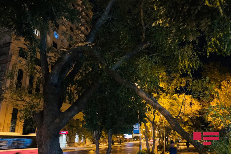 В Баку на остановку упала ветка, пострадали три женщины - ОБНОВЛЕНО - ФОТО
