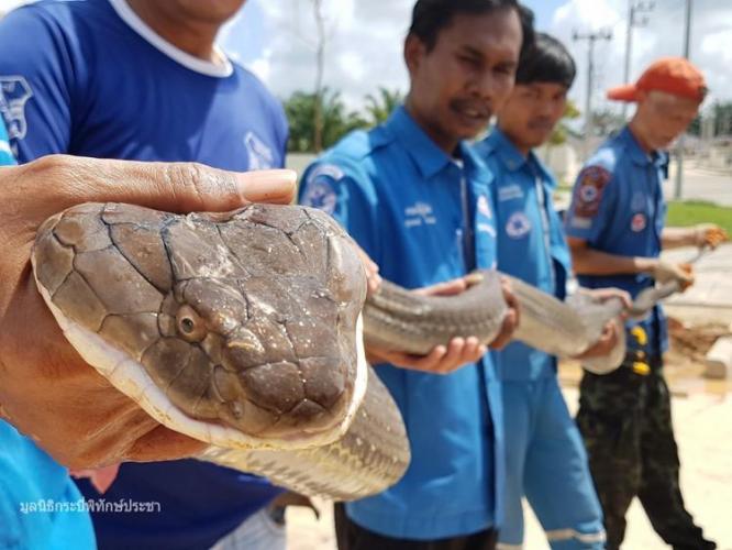 В Таиланде спасатели голыми руками поймали четырехметровую змею - ВИДЕО - ФОТО