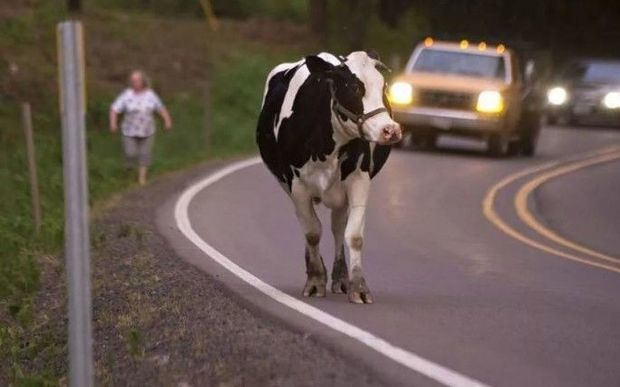 В Азербайджане корова стала причиной ДТП