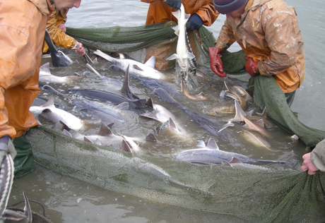 Минэкологии Азербайджана предупредило рыболовов-браконьеров
