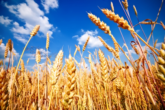 Азербайджан увеличил импорт зерна на 34%
