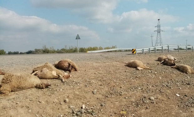 В Азербайджане автомобиль врезался в стадо овец - ФОТО