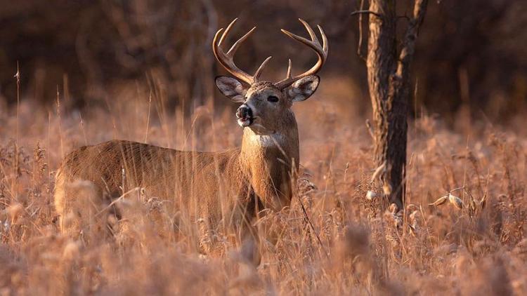 В США подстреленный олень прикинулся мертвым и убил охотника

