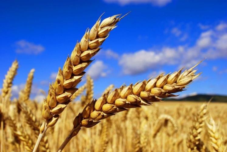 Казахстан в январе-сентябре поставил в Азербайджан пшеницы на $58,5 млн
