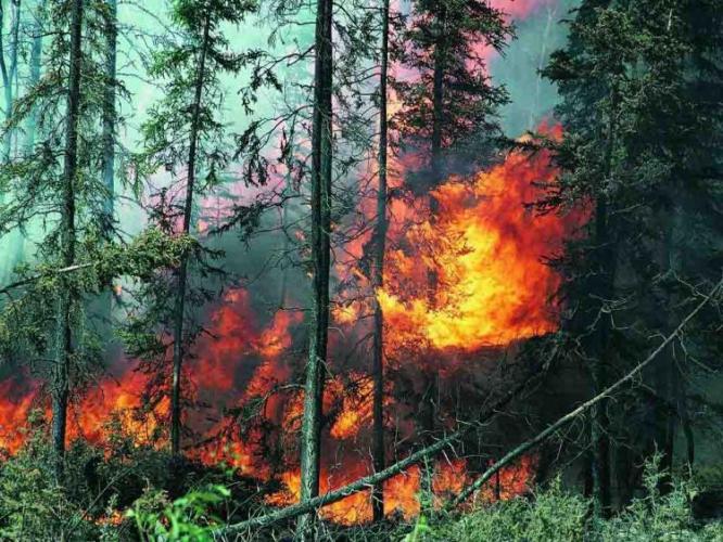 В Азербайджане будут восстановлены лесные территории, подвергшиеся пожарам
