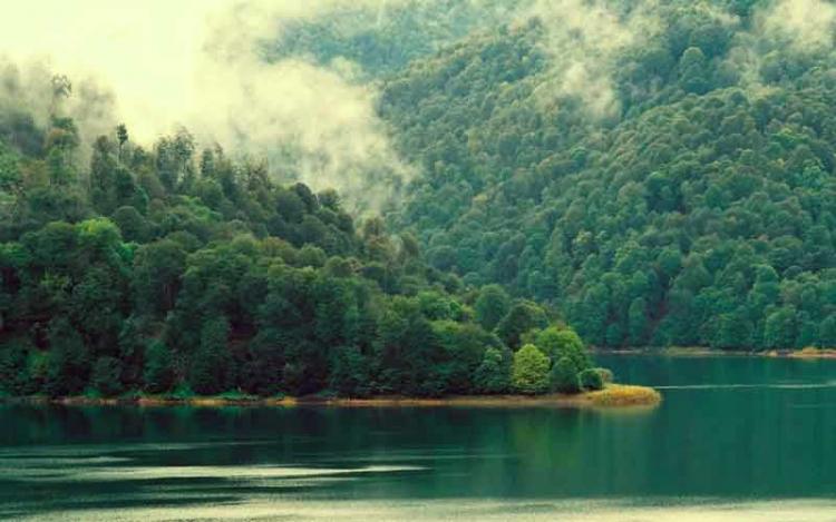 В Азербайджане будут посажены леса промышленного значения

