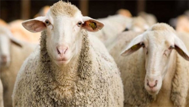 Митингующие привели овец к парламенту Грузии
