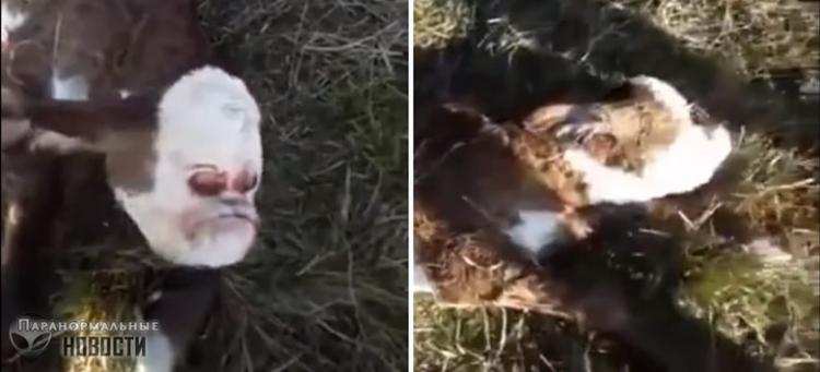 В Аргентине родился жуткий теленок с «человеческим лицом» - ФОТО - ВИДЕО