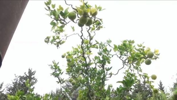 Лянкяранский садовник вырастил семь видов цитрусовых на одном дереве - ВИДЕО