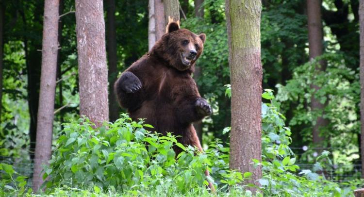 В Азербайджане медведь напал на человека
