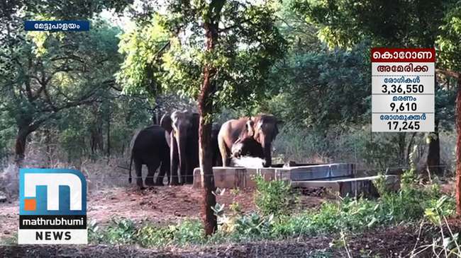 Слоны попали в забавное видео про спасение утопающего - ВИДЕО