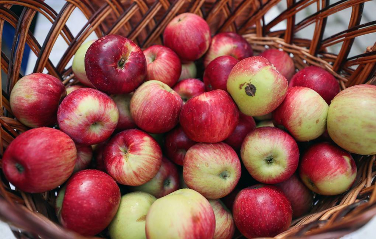 В кожуре яблок нашли потенциальное средство от рассеянного склероза
