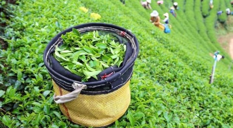 Азербайджан увеличил экспорт чая
