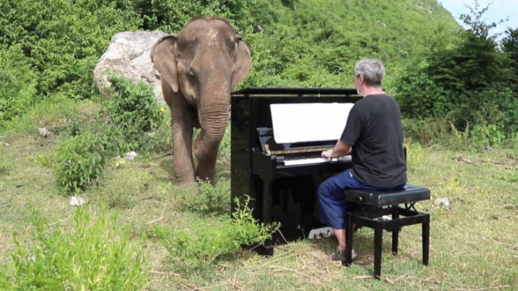 Пожилая 62-летняя слониха обожает слушать произведения Баха и Шуберта - ФОТО - ВИДЕО