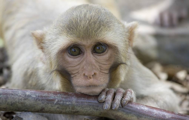 Китайская вакцина от коронавируса успешно прошла испытания на обезьянах
