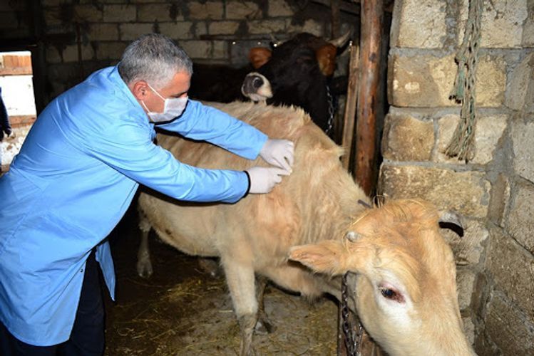 В Азербайджане будут упразднены участковые ветеринарные пункты
